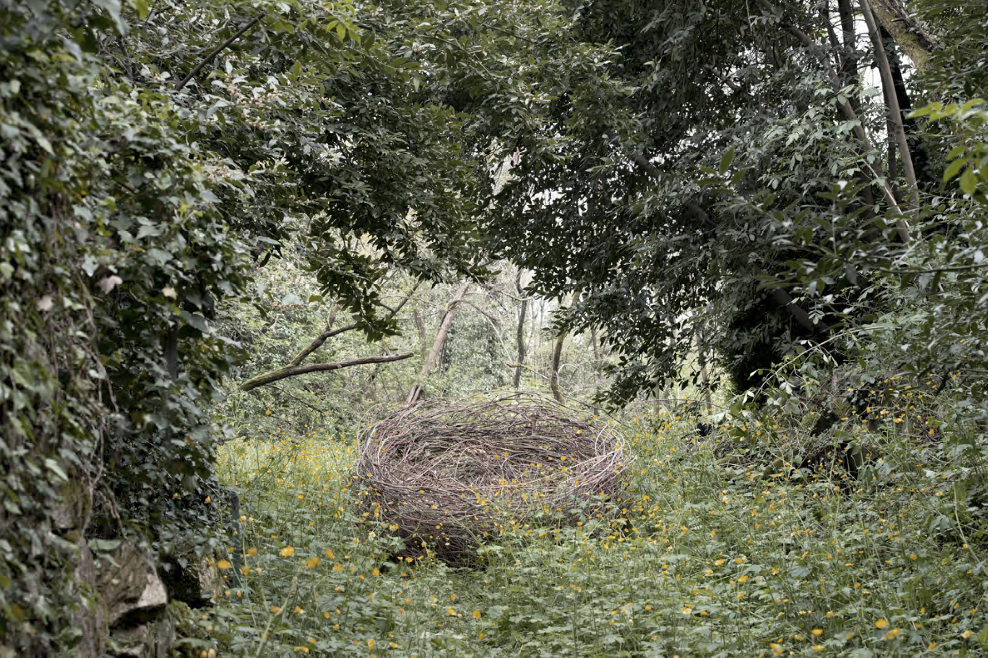 The Big Nest